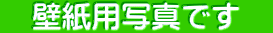 @ǎpʐ^ł@
